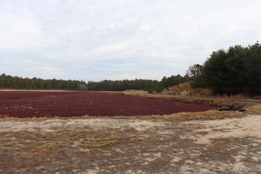 One of the bogs purchased by the Water Department.